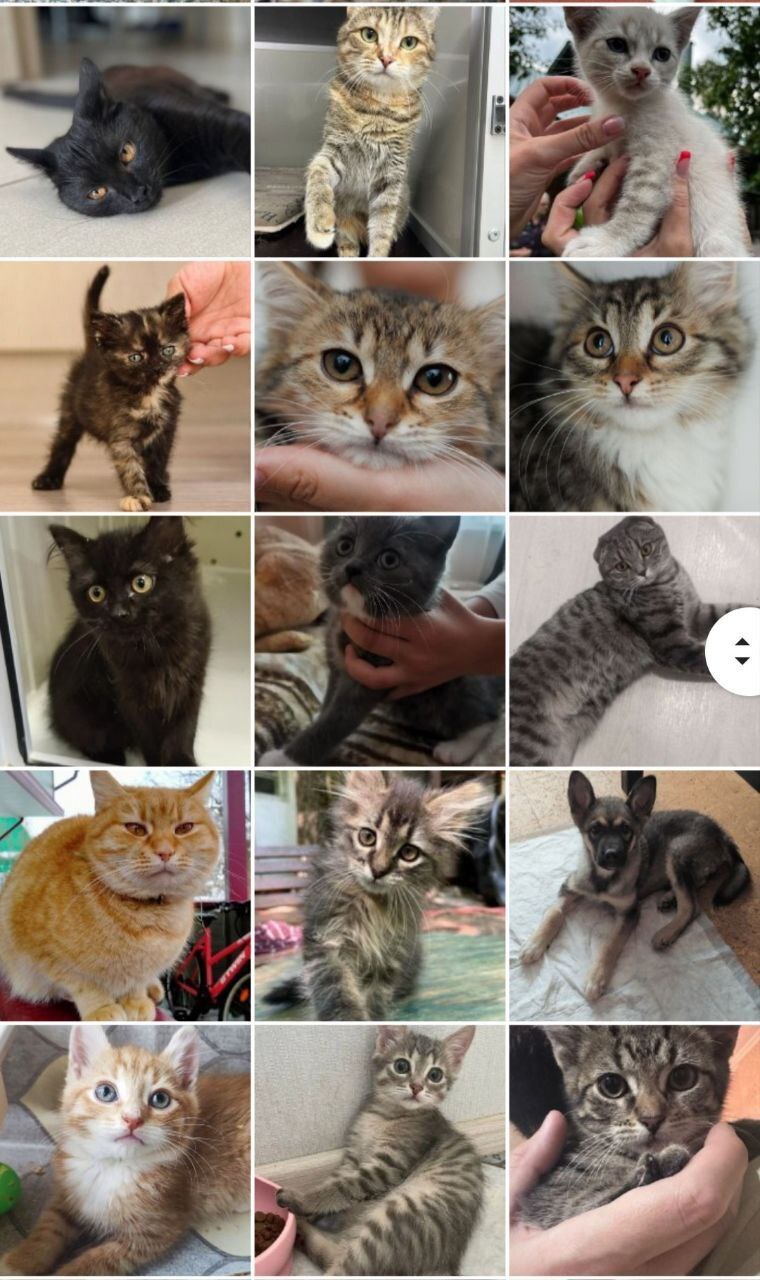 128 tails at home - July (2023) - My, Kittens, cat, No rating, Shelter, Animal shelter, Animals, Pets, Cat family, Small cats, Big cats, Cat lovers, Longpost