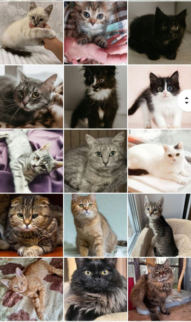 128 tails at home - July (2023) - My, Kittens, cat, No rating, Shelter, Animal shelter, Animals, Pets, Cat family, Small cats, Big cats, Cat lovers, Longpost