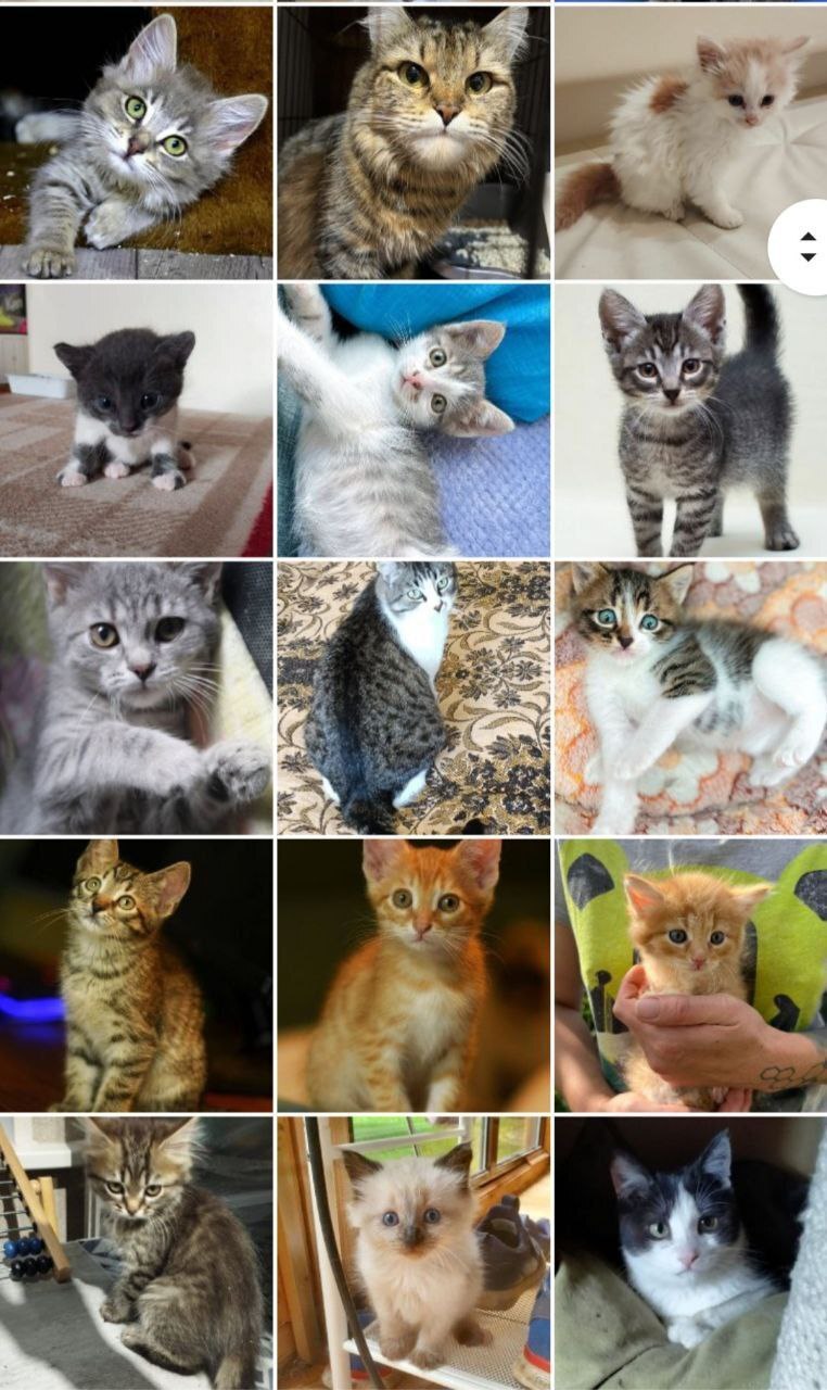 128 tails at home - July (2023) - My, Kittens, cat, No rating, Shelter, Animal shelter, Animals, Pets, Cat family, Small cats, Big cats, Cat lovers, Longpost