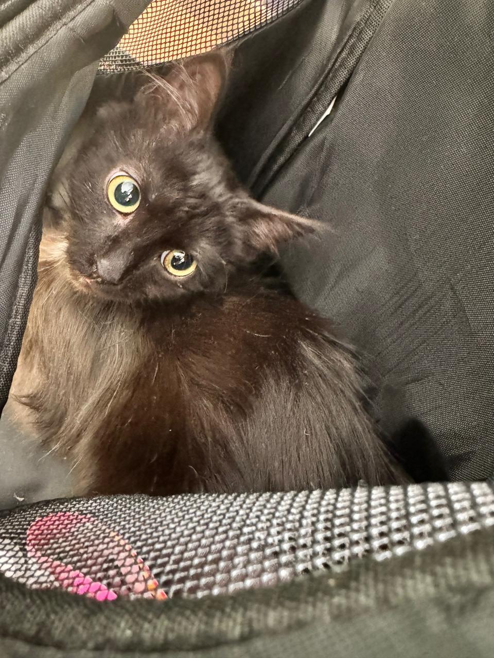 Continuation of the post “We help. We are urgently looking for a home or foster care for the kids. Help save the kittens before disaster happens. - cat, Homeless animals, Helping animals, In good hands, Kittens, Longpost, Overexposure