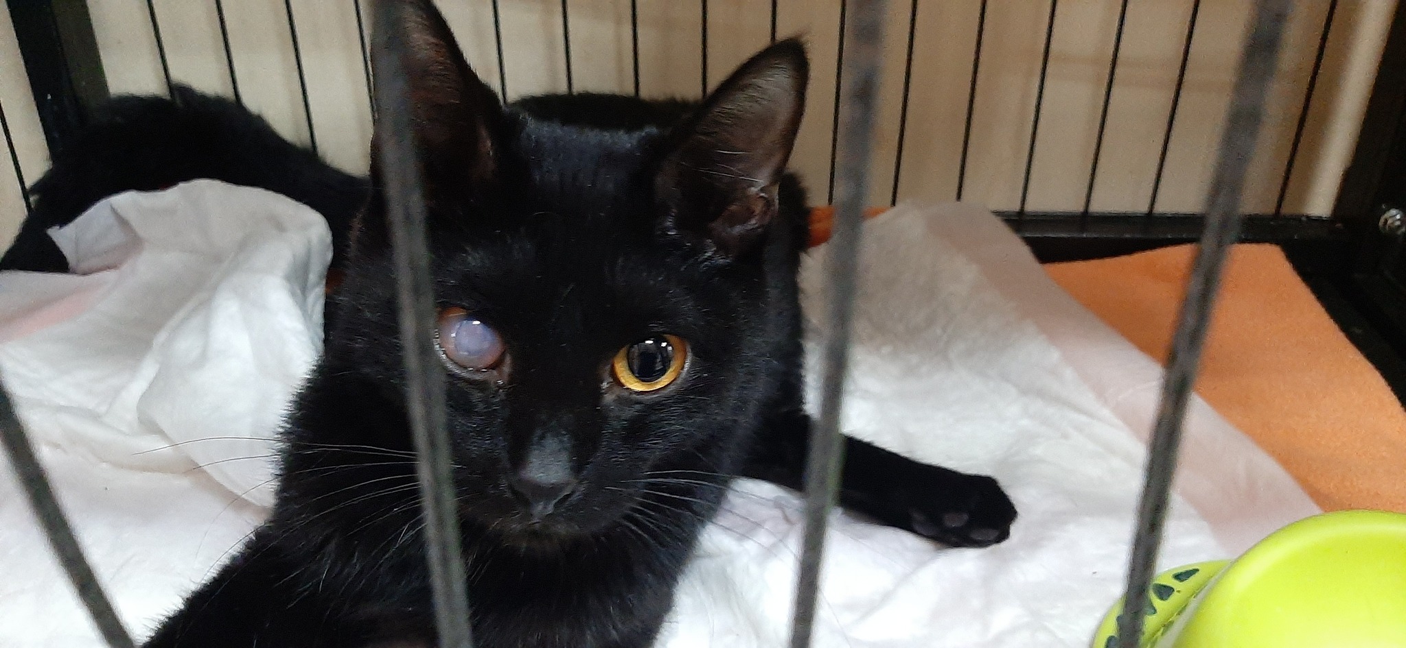 Continuation of the post “Paralyzed cat. Thrown under the door... - My, Krasnoyarsk, Abandoned, The rescue, Black cat, Longpost, cat, Paralysis, Nervous system, Vet clinic, Animal shelter, Helping animals, Video, Reply to post