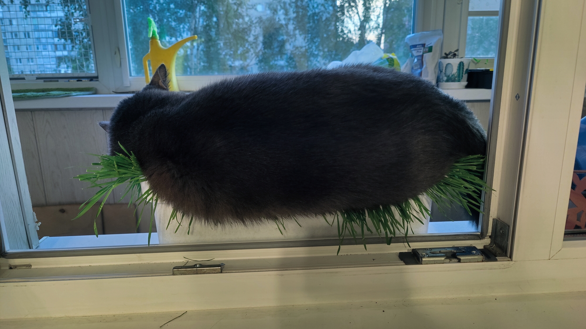 Like this, you grow grass for the cat to eat, and he sleeps in it - My, Humor, cat, Flower pot, Black cat, Pets, The photo