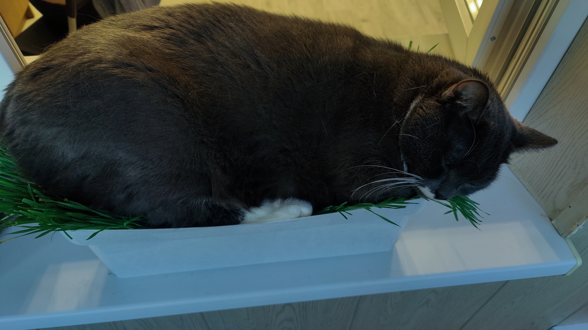 Like this, you grow grass for the cat to eat, and he sleeps in it - My, Humor, cat, Flower pot, Black cat, Pets, The photo