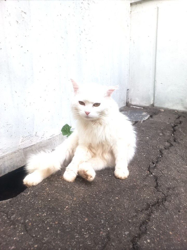 White cat left on the street - Animal Rescue, No rating, cat, In good hands, Homeless animals, Kindness, Cat lovers, Lost, Fluffy, Overexposure, Shelter, Longpost