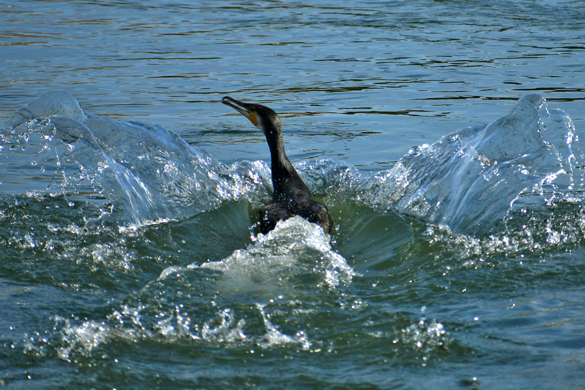 Yes, these cormorants ate all the fish! (No) - My, Kazakhstan, Rare view, Red Book, Cormorants, Ili River, Kapchagay, Irtysh, Longpost