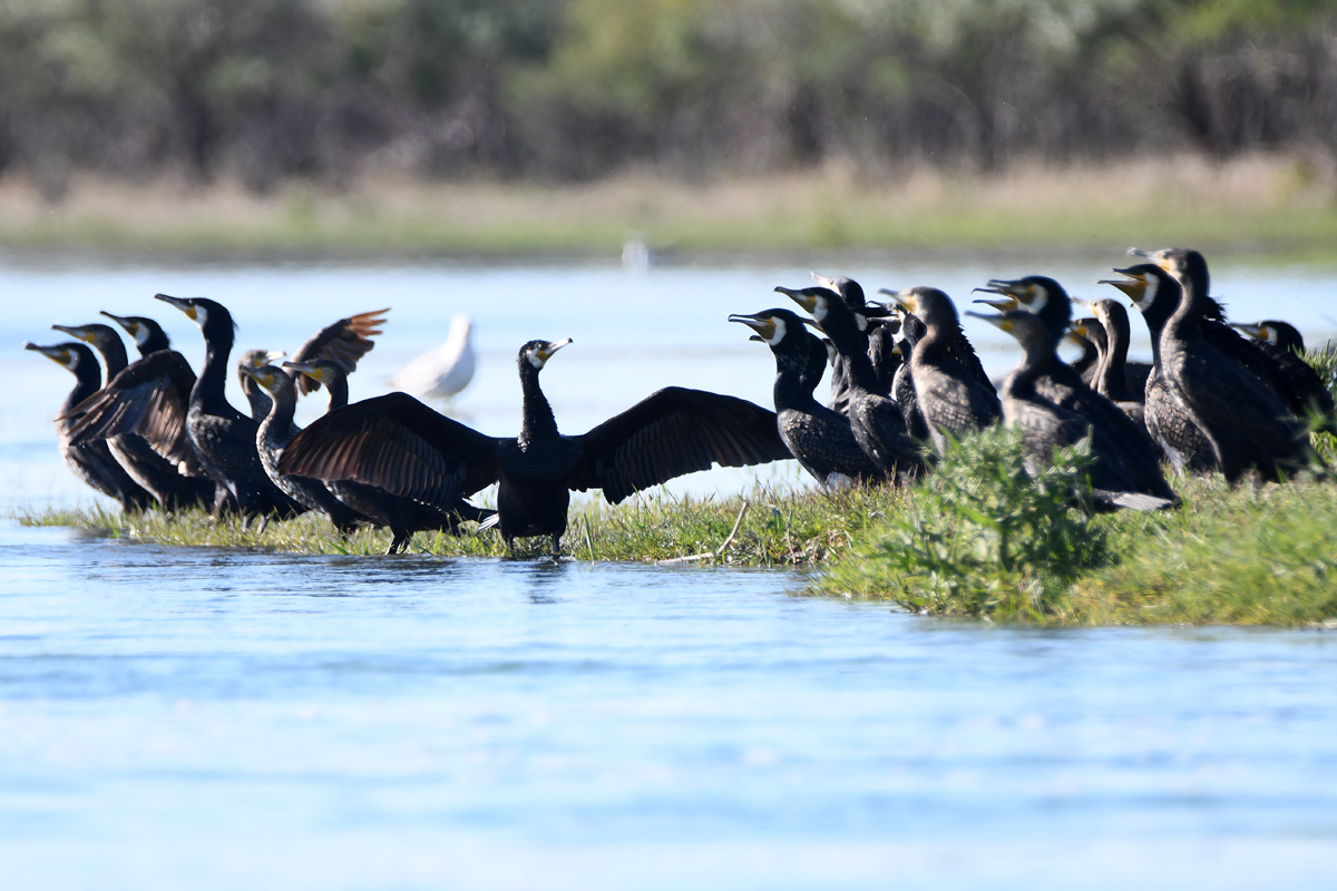 Yes, these cormorants ate all the fish! (No) - My, Kazakhstan, Rare view, Red Book, Cormorants, Ili River, Kapchagay, Irtysh, Longpost