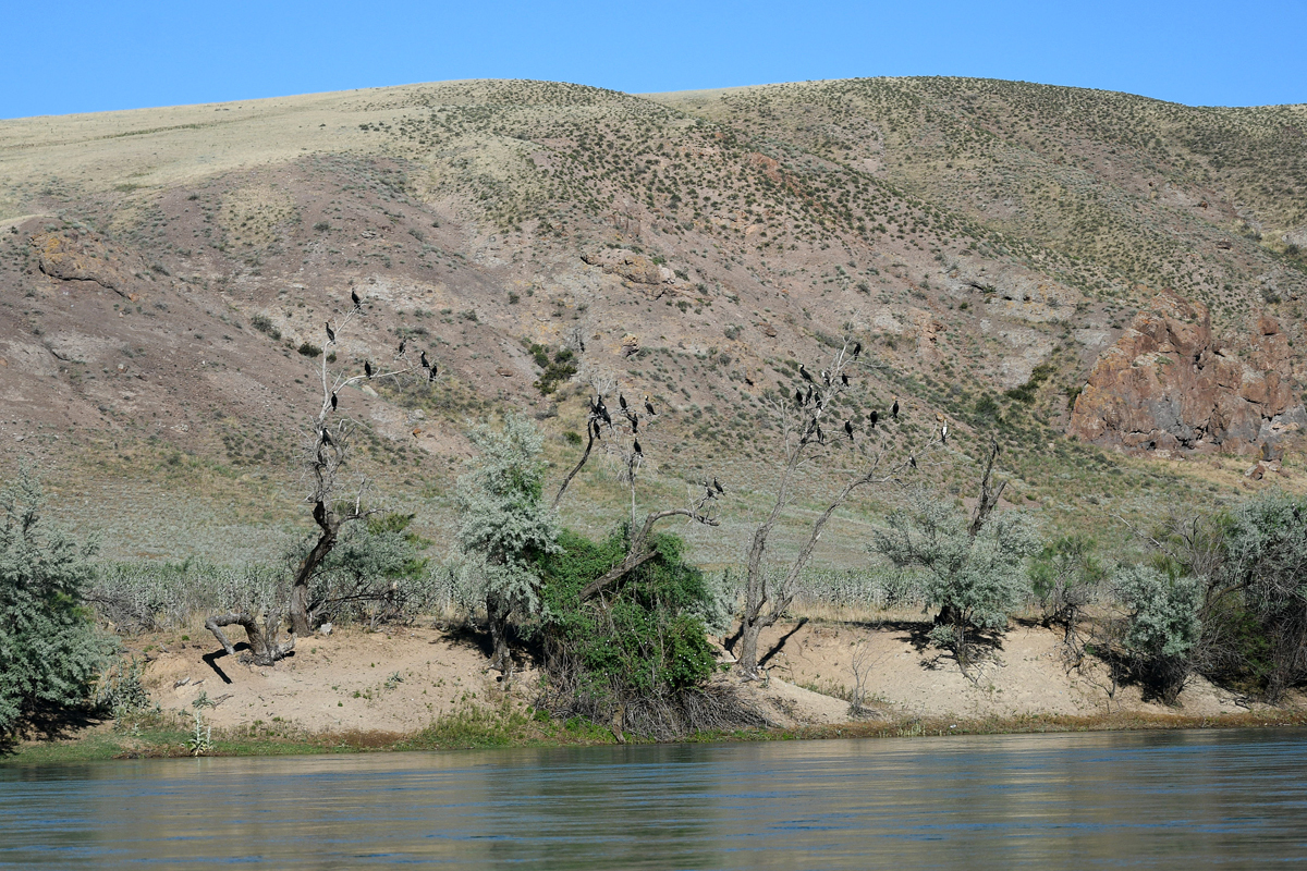 Yes, these cormorants ate all the fish! (No) - My, Kazakhstan, Rare view, Red Book, Cormorants, Ili River, Kapchagay, Irtysh, Longpost