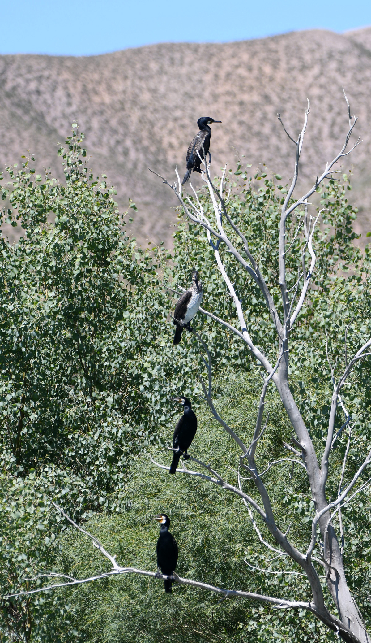 Yes, these cormorants ate all the fish! (No) - My, Kazakhstan, Rare view, Red Book, Cormorants, Ili River, Kapchagay, Irtysh, Longpost