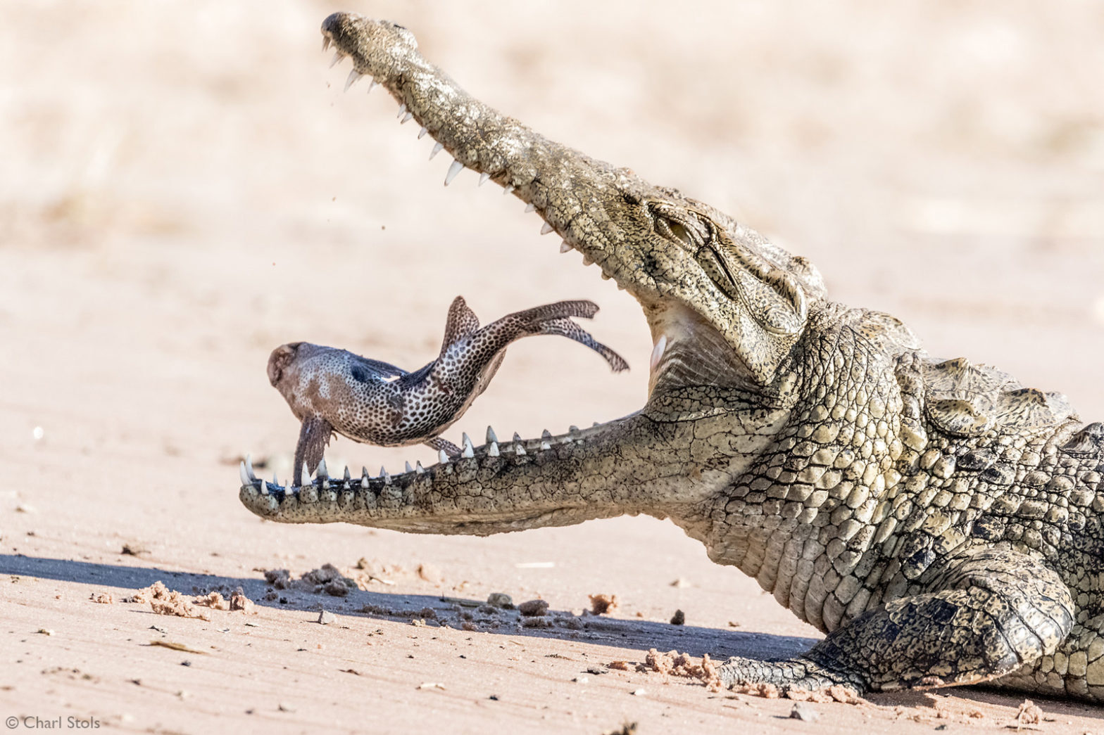 June 17 is World Crocodile Day - Crocodiles, Reptiles, Wild animals, wildlife, National park, South Africa, The photo, A fish, Mining, World Day