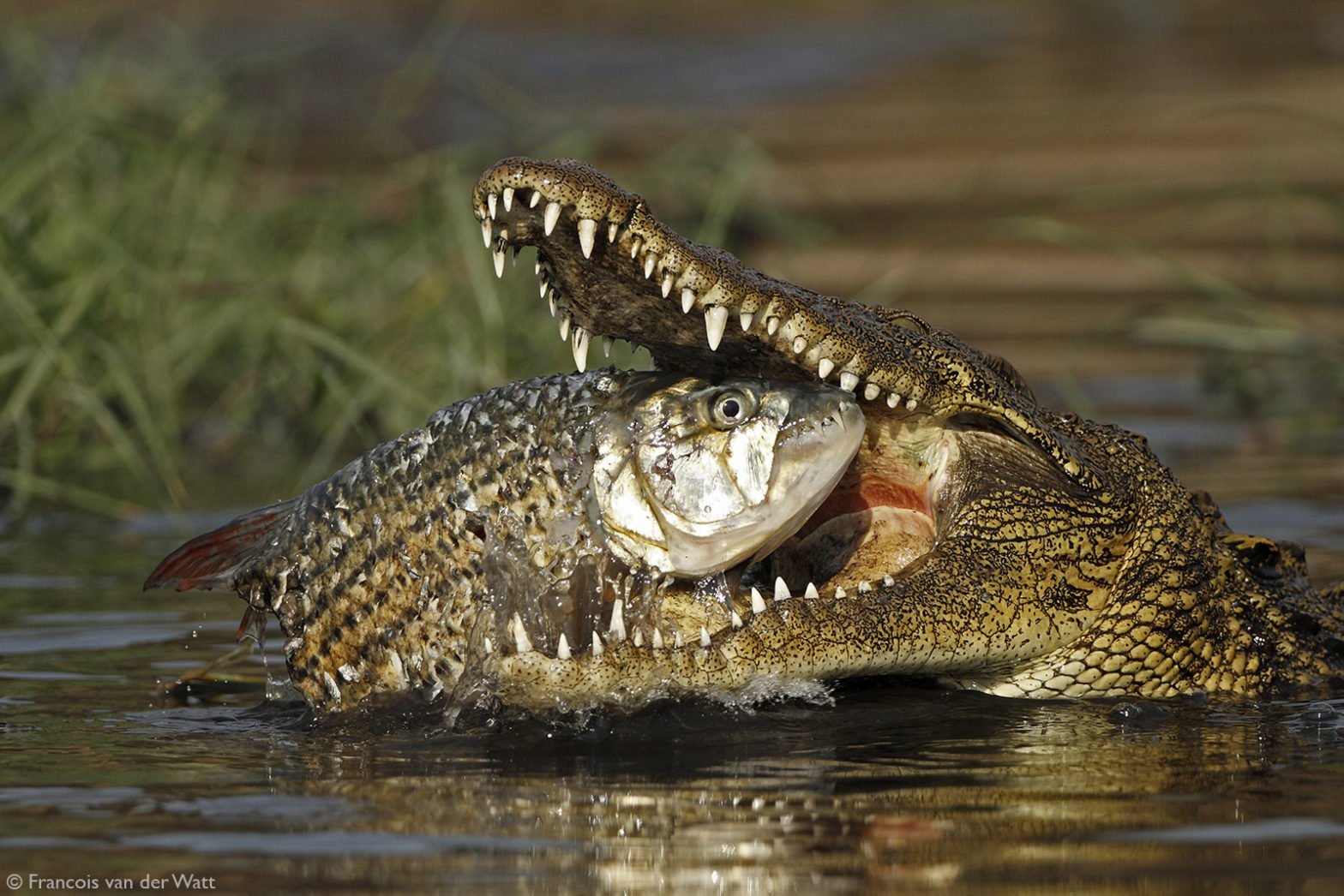 June 17 is World Crocodile Day - Crocodiles, Reptiles, Wild animals, wildlife, National park, South Africa, The photo, A fish, Mining, World Day