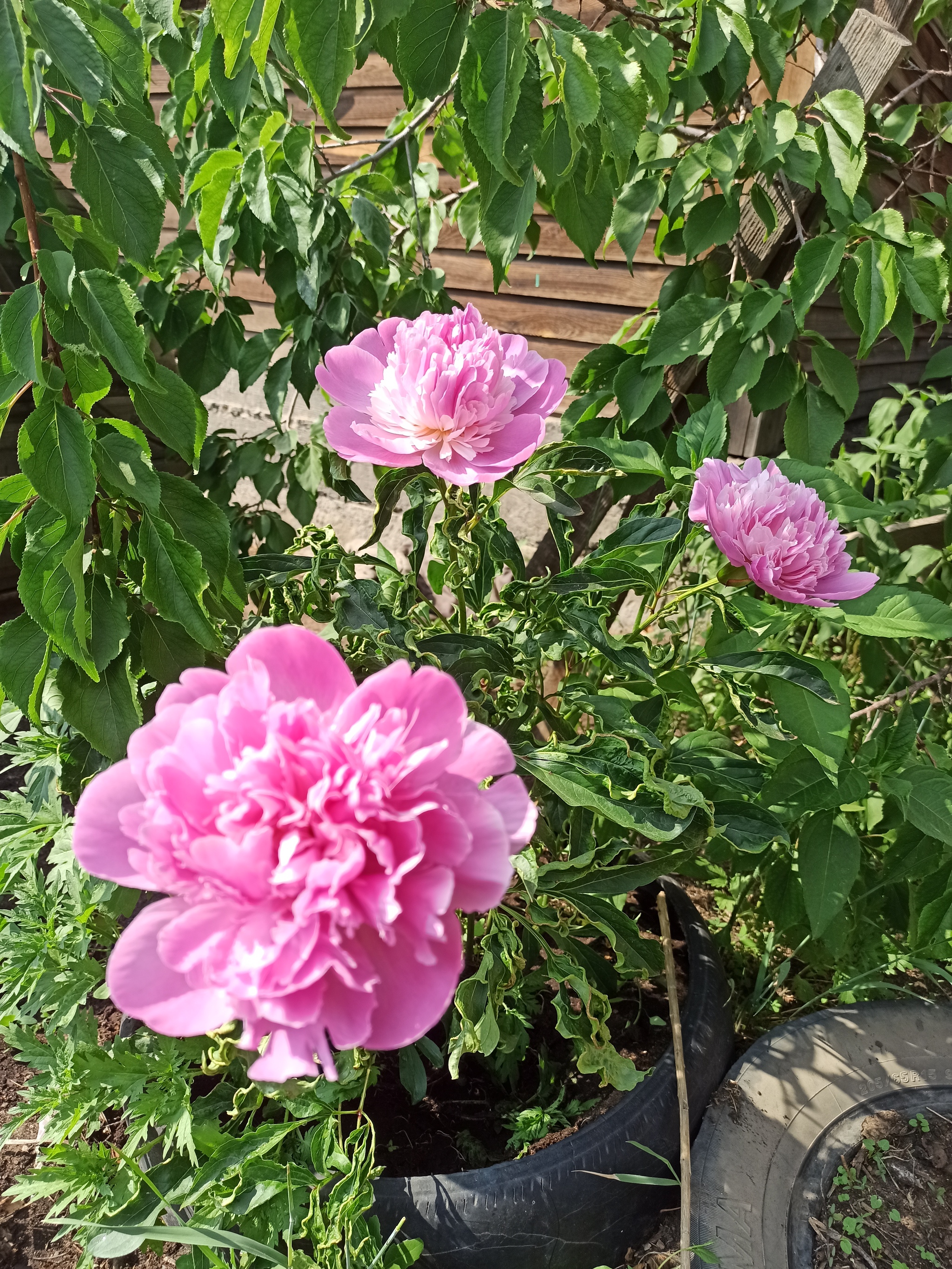 Peonies in your feed! - My, Peonies, Summer, Flowers, Garden, Longpost, The photo