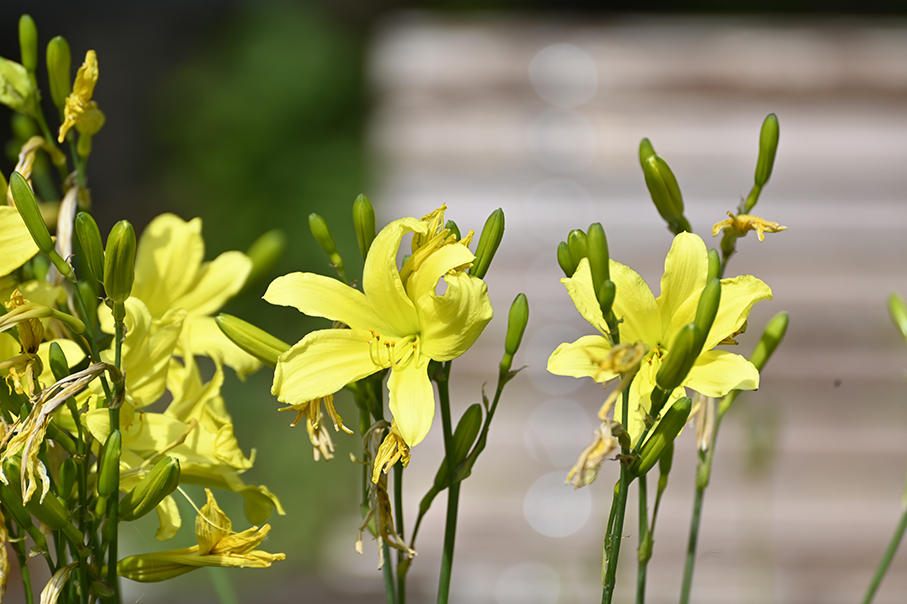 Summer desktop wallpaper - My, Wallpaper, Flowers, Irises, Peonies, Longpost