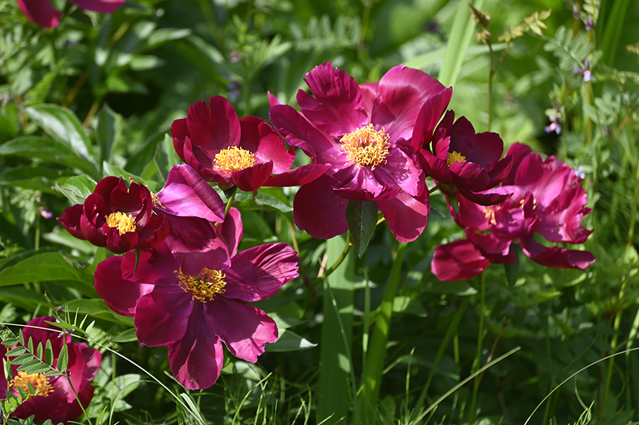 Summer desktop wallpaper - My, Wallpaper, Flowers, Irises, Peonies, Longpost