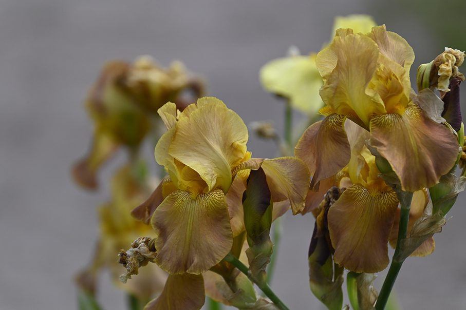 Summer desktop wallpaper - My, Wallpaper, Flowers, Irises, Peonies, Longpost