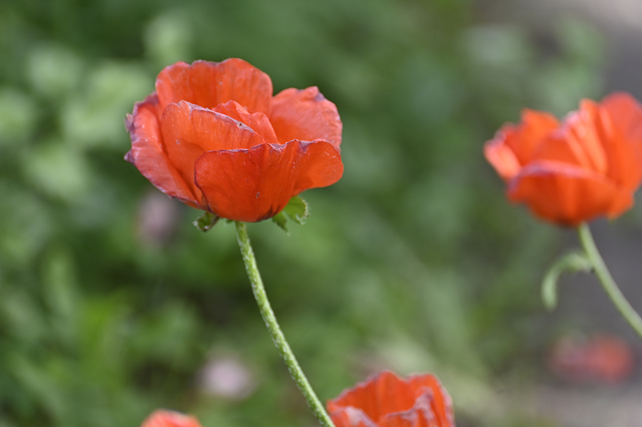 Summer desktop wallpaper - My, Wallpaper, Flowers, Irises, Peonies, Longpost