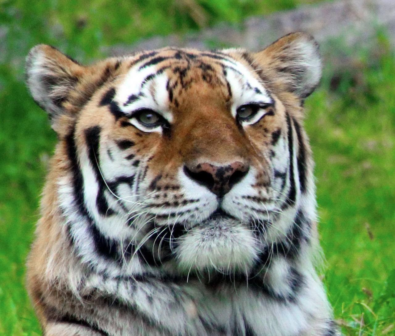 Portrait of an Amur tiger - Amur tiger, Wild animals, Portrait, The photo, Tiger, Predatory animals, Cat family, Big cats, Telegram (link)