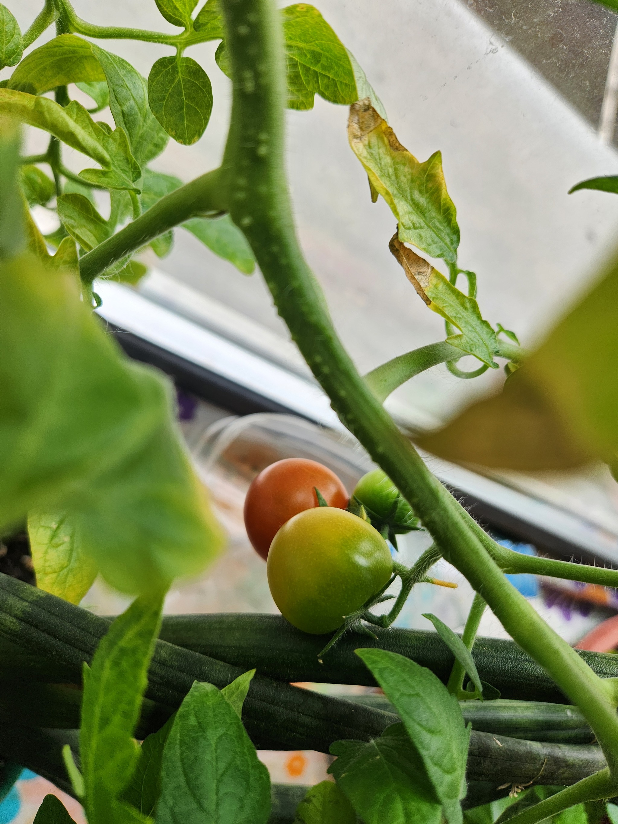 Office tomato - Mobile photography, Tomatoes, Houseplants, Gardening