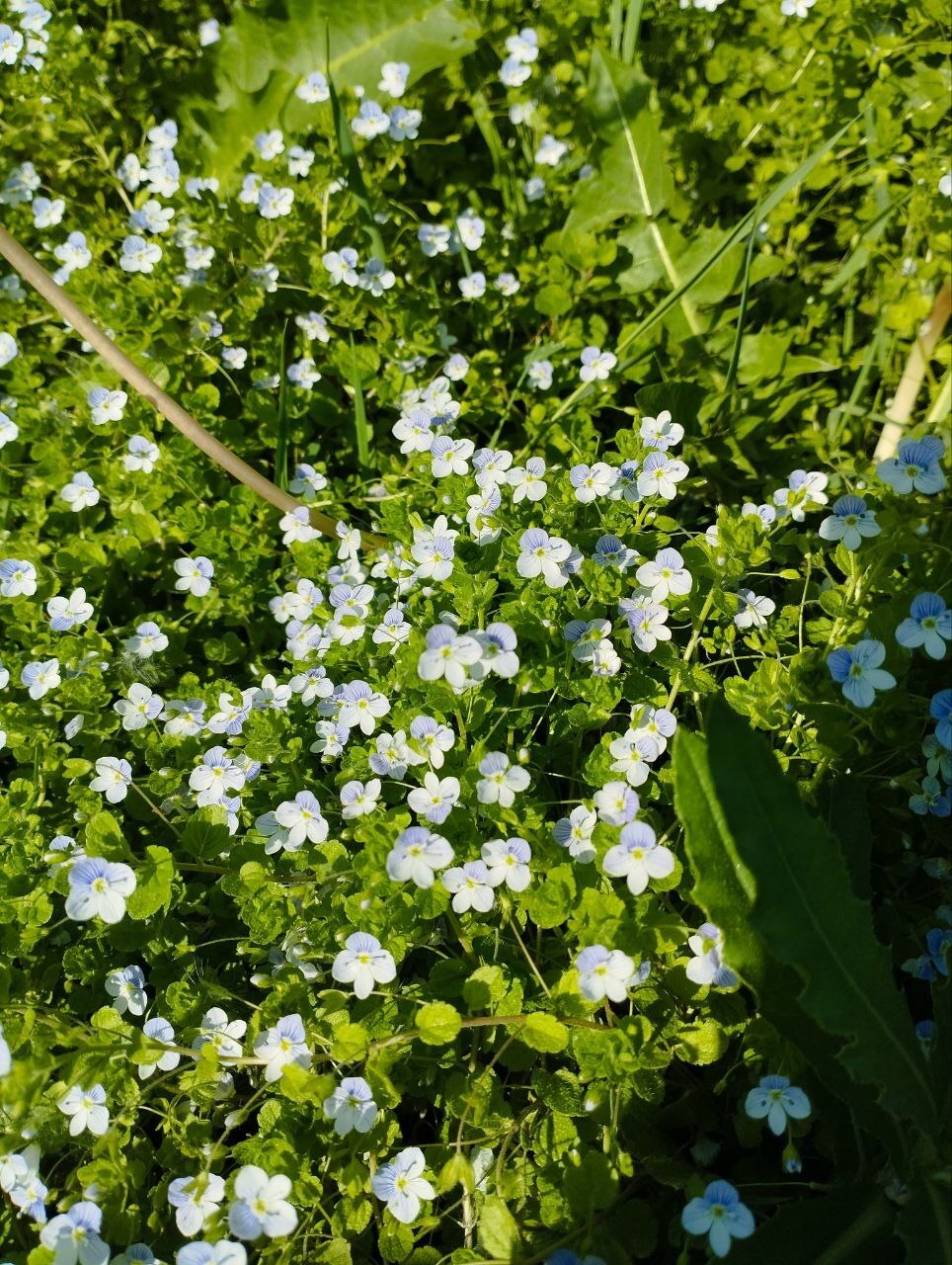 Very small flowers, less than a centimeter - Crossposting, Pikabu publish bot