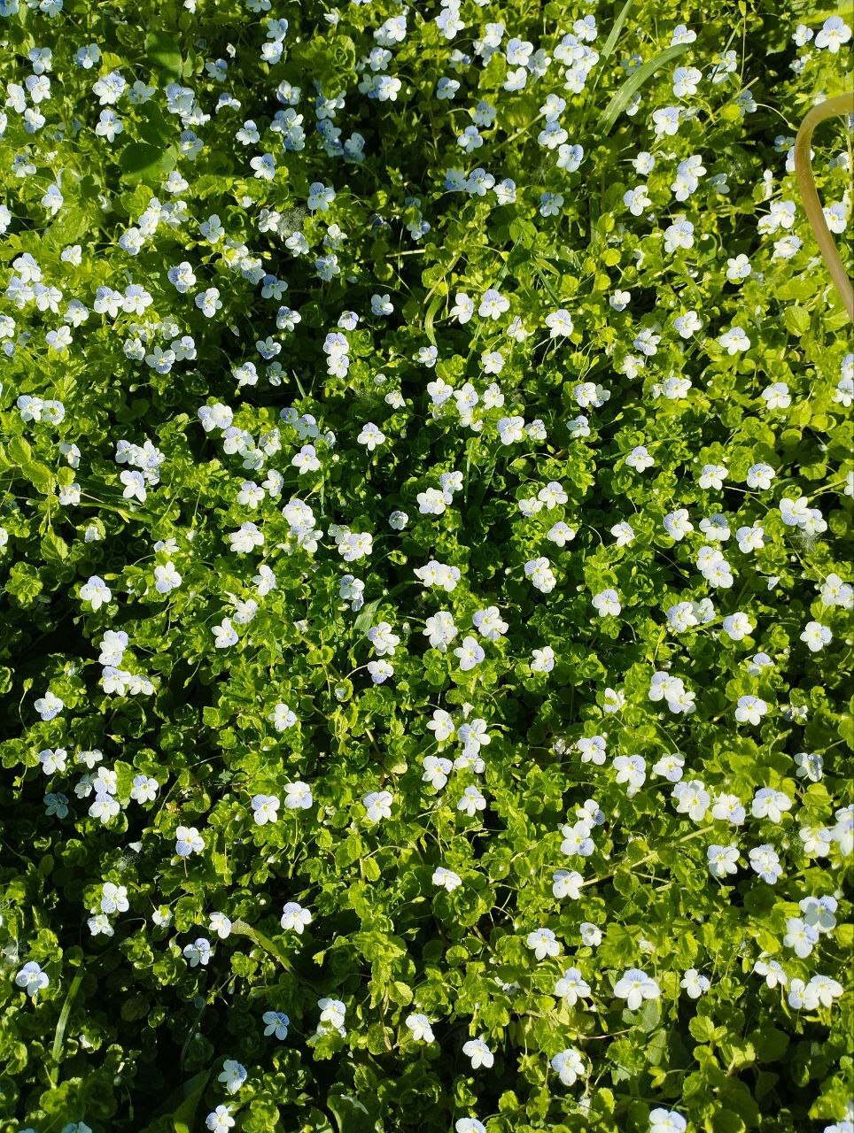 Very small flowers, less than a centimeter - Crossposting, Pikabu publish bot