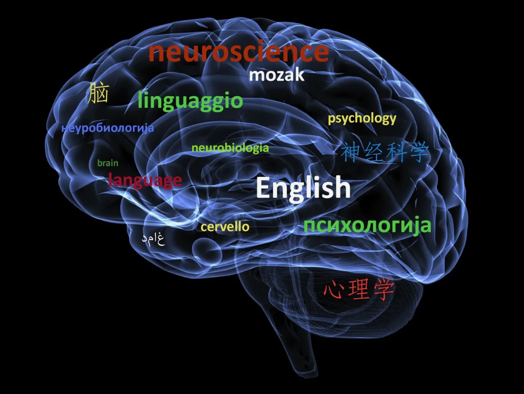 The impact of language learning on brain function - My, Survey, Brain, Language learning, neuroplasticity, Self-development, Perfection, Success, Personality, Experience, Ideal, Video, Youtube, Longpost