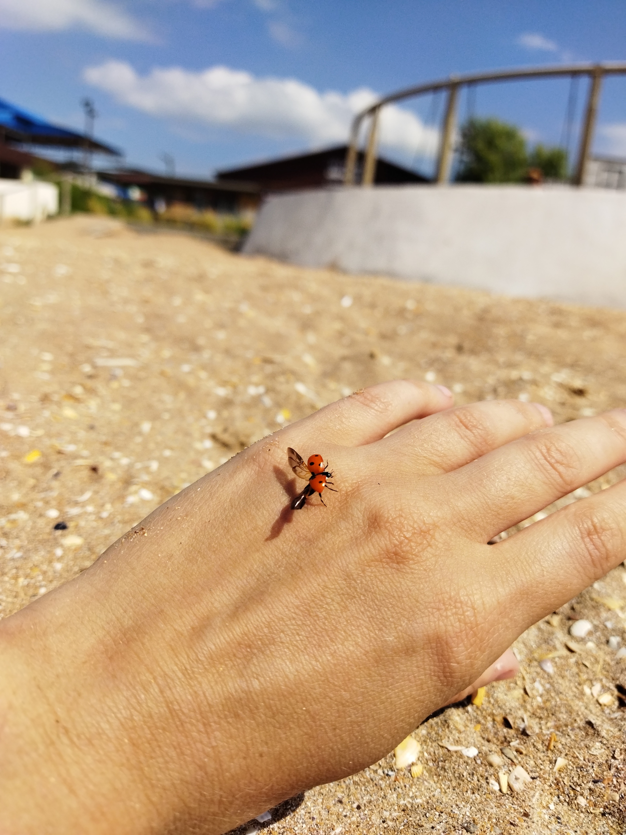 If there is no God, then whose cow is this? - My, Mobile photography, ladybug, Insects