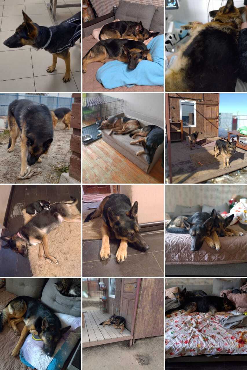 Volgograd animal shelter “MUKHTARIK” - My, Pets, Dog, Longpost