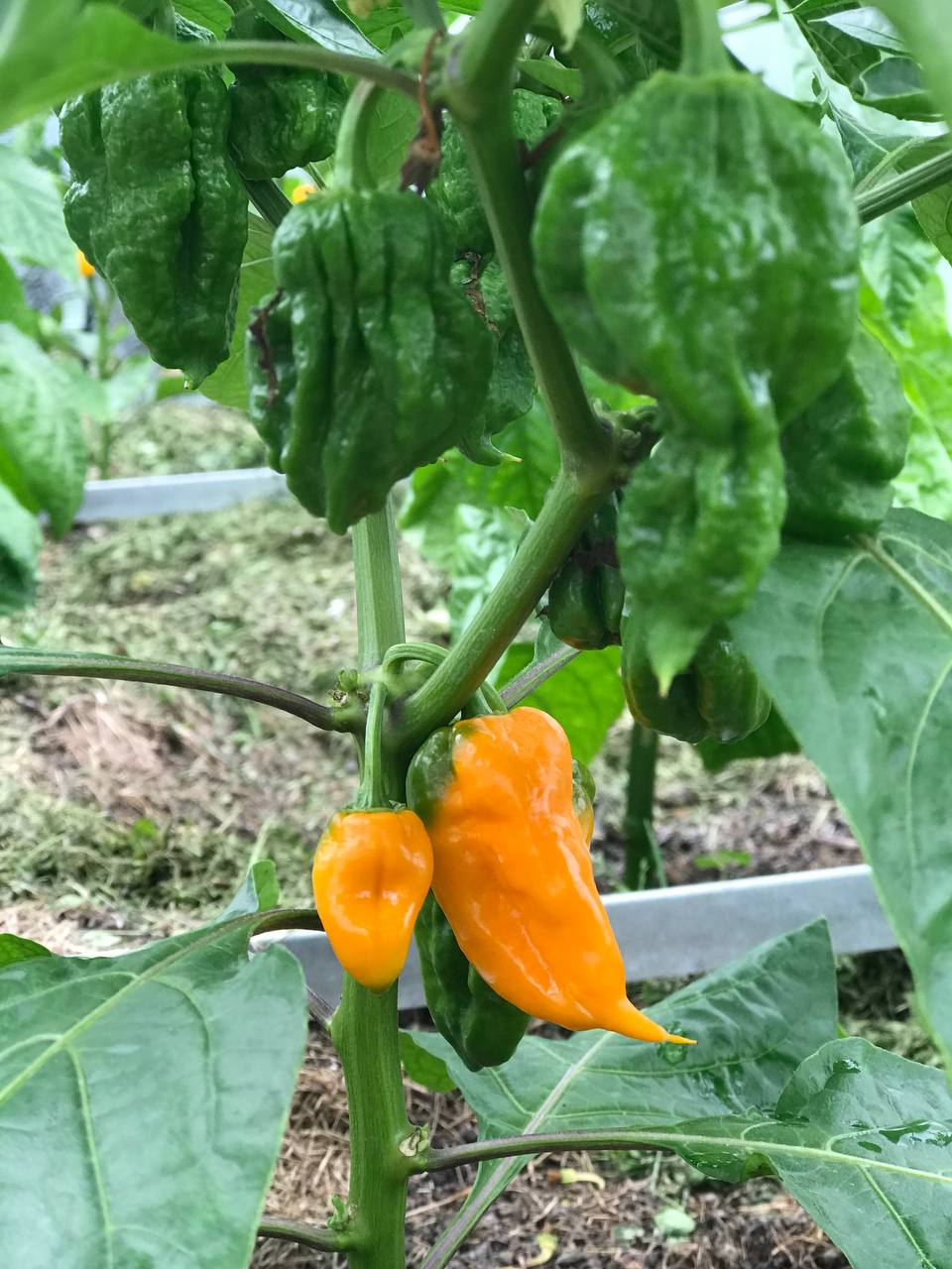 Hot peppers in June - Garden, Gardening, Hot peppers, Growing, Greenhouse, Carolinian Reaper, Trinidad Scorpion, Habanero, Pepper farming, Video, Youtube, VKontakte (link), Longpost