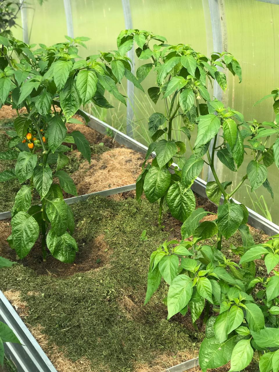 Hot peppers in June - Garden, Gardening, Hot peppers, Growing, Greenhouse, Carolinian Reaper, Trinidad Scorpion, Habanero, Pepper farming, Video, Youtube, VKontakte (link), Longpost