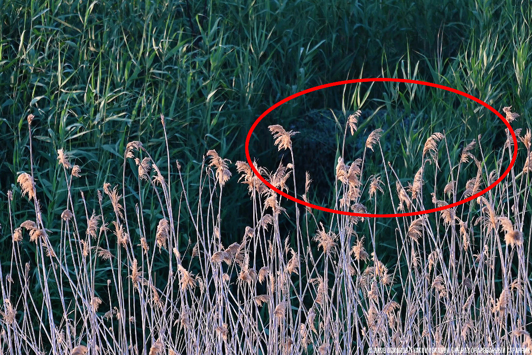 They built a secret video surveillance point on the lake. Showing what was filmed - My, Animals, Travels, The photo, wildlife, Russia, Birds, Longpost