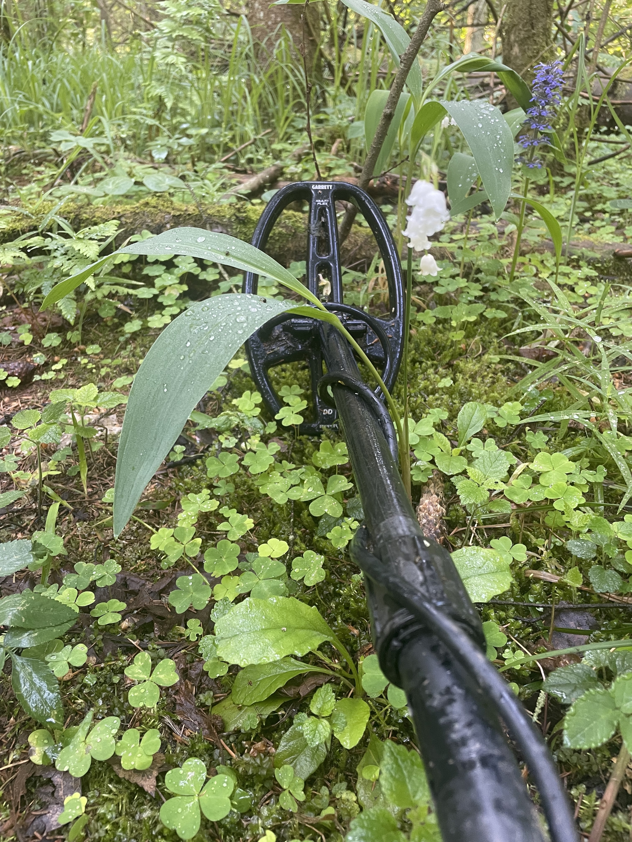 Treasures of forest paths: what can an old forest bring you joy? - My, Find, Point of view, Leisure, Treasure hunt, Numismatics, Hobby, Enthusiasm, Metal detector, Longpost