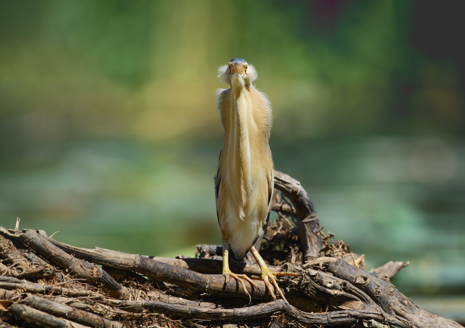 Miracle in feathers - Bittern, The photo, Heron, Birds, Funny animals