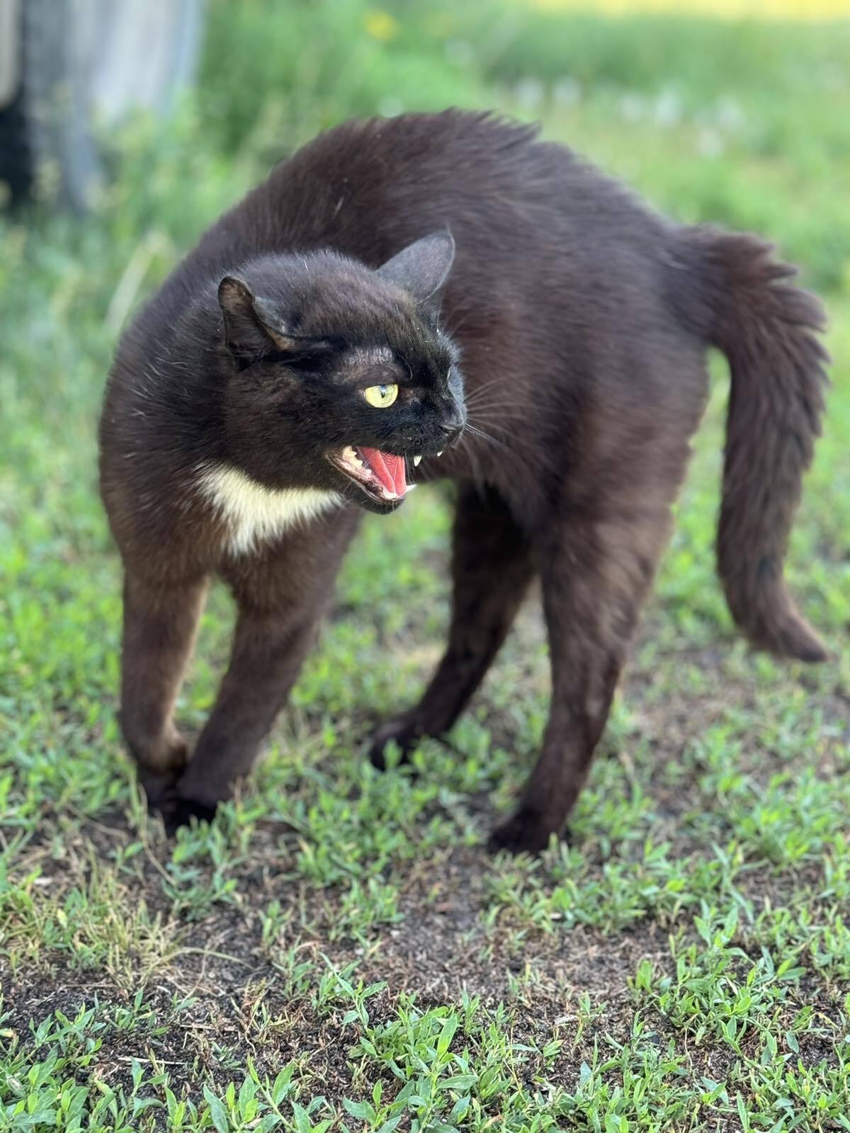 Ответ на пост «Мой кот» - Кот, Фотография, Без рейтинга, Одноглазый, Ответ на пост