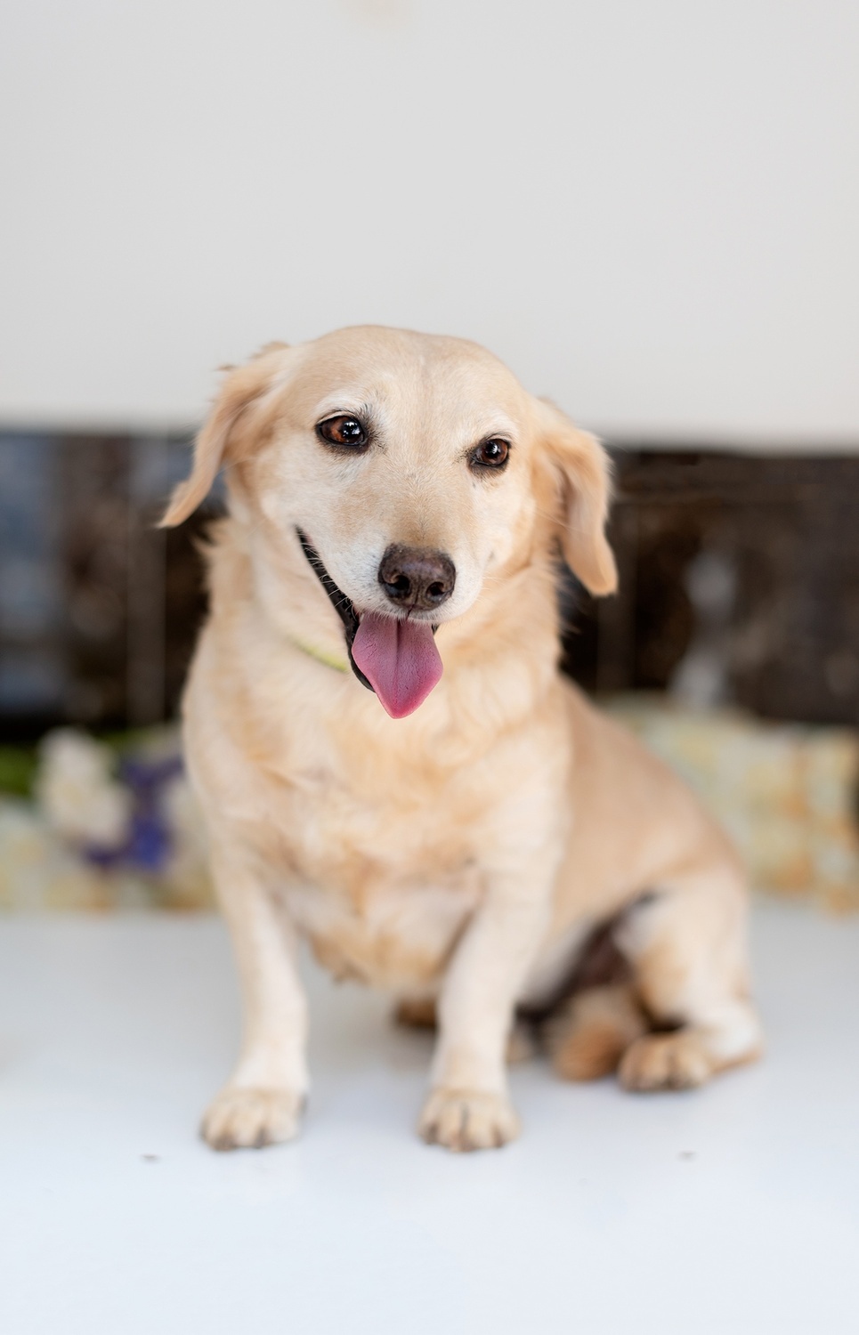 Red short-legged little dog Loyd is in good hands - Dog, In good hands, Homeless animals, Shelter, Overexposure, Moscow, Moscow region, Istra, Volunteering, Longpost