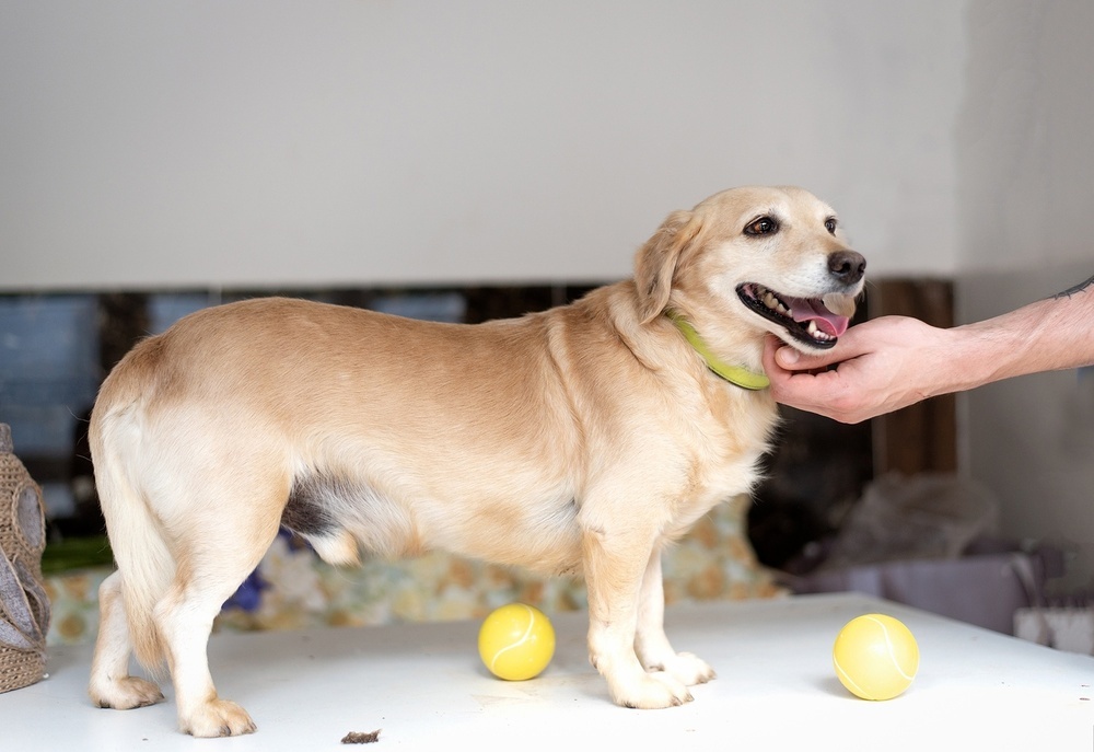 Red short-legged little dog Loyd is in good hands - Dog, In good hands, Homeless animals, Shelter, Overexposure, Moscow, Moscow region, Istra, Volunteering, Longpost