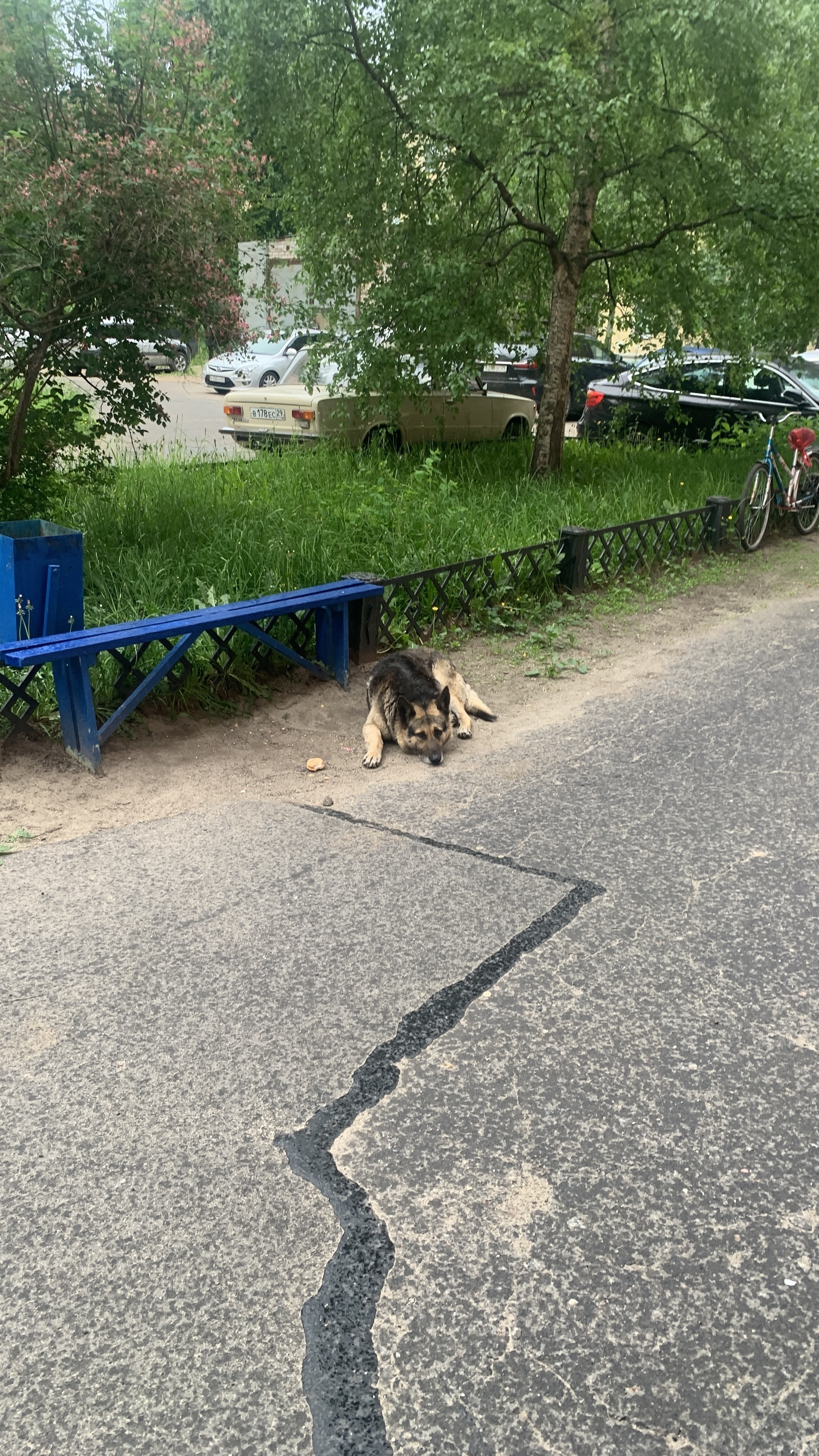Severodvinsk, whose dog? - My, Dog, Lost, Severodvinsk, Jagry, Found a dog