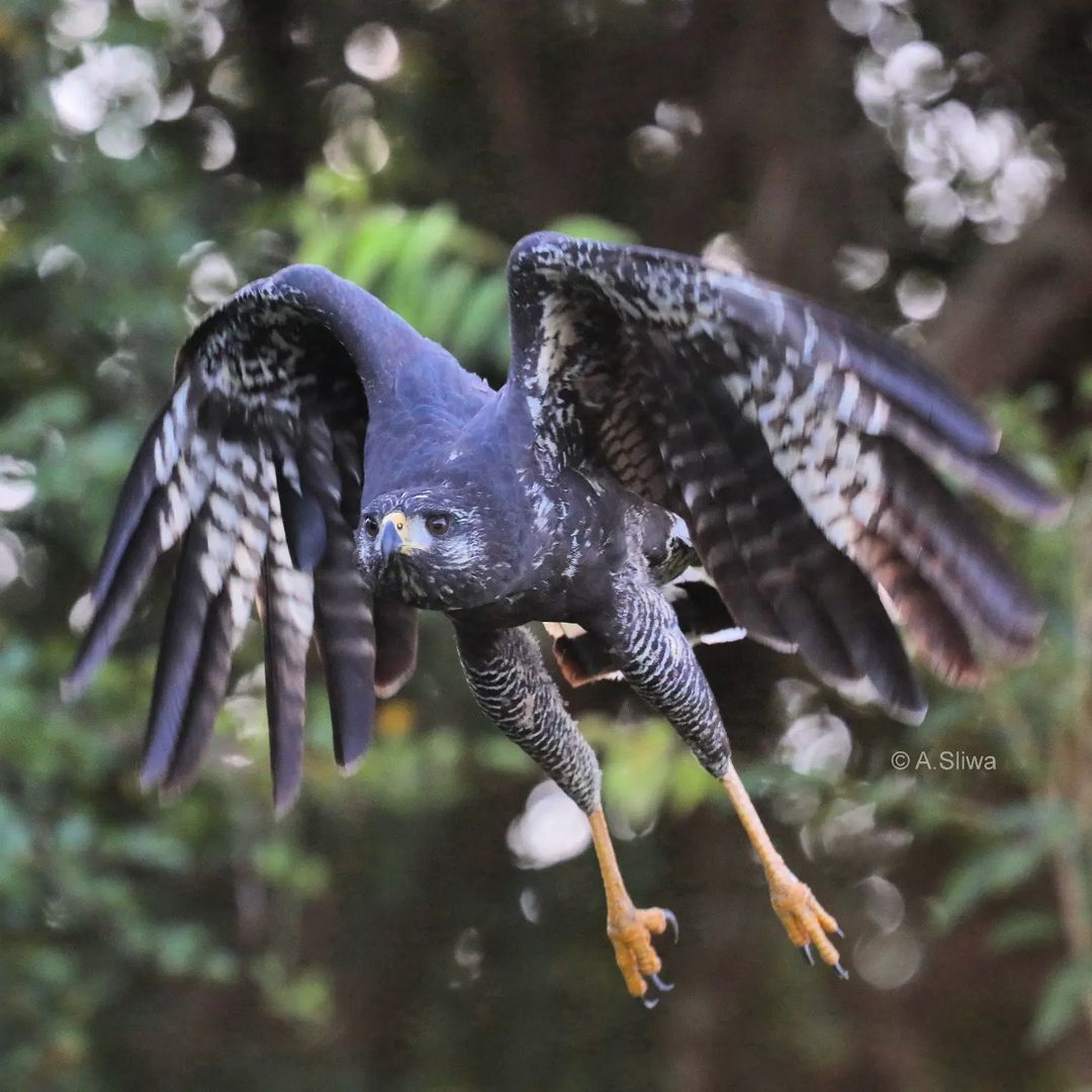 Mexican crab buzzard - Buzzard, Hawk, Birds, Predator birds, Wild animals, wildlife, Belize, Central America, The photo