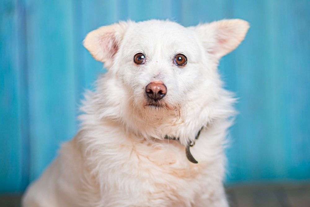 Little white dog Edwige is in good hands - Dog, Dog lovers, In good hands, Moscow, Moscow region, Homeless animals, Overexposure, Shelter, Volunteering, Longpost