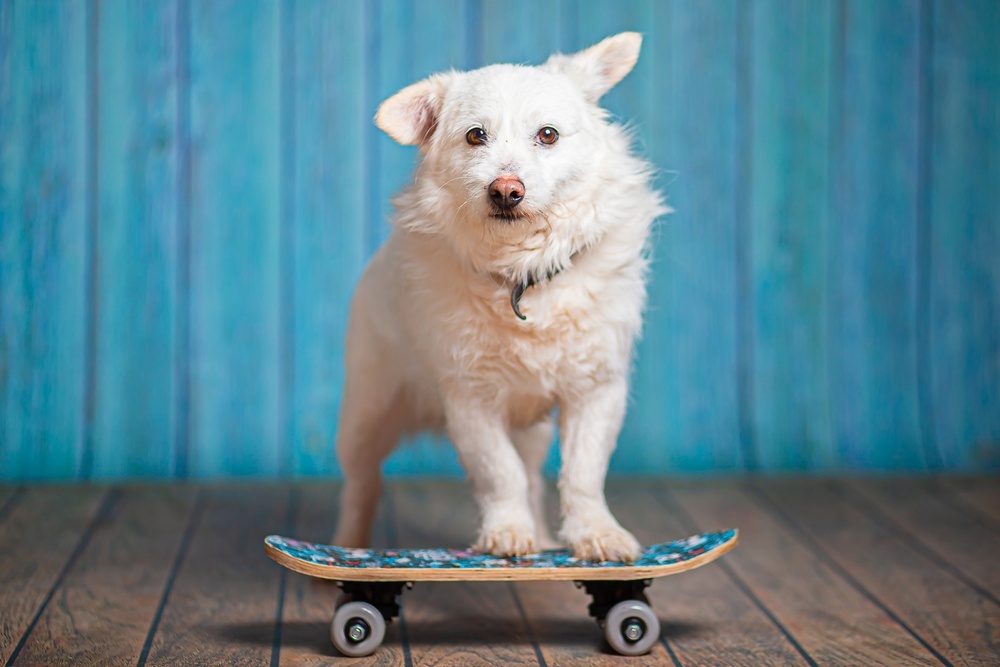 Little white dog Edwige is in good hands - Dog, Dog lovers, In good hands, Moscow, Moscow region, Homeless animals, Overexposure, Shelter, Volunteering, Longpost