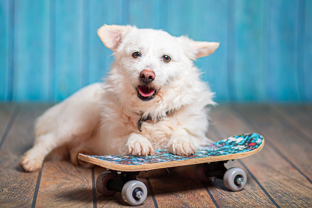 Little white dog Edwige is in good hands - Dog, Dog lovers, In good hands, Moscow, Moscow region, Homeless animals, Overexposure, Shelter, Volunteering, Longpost