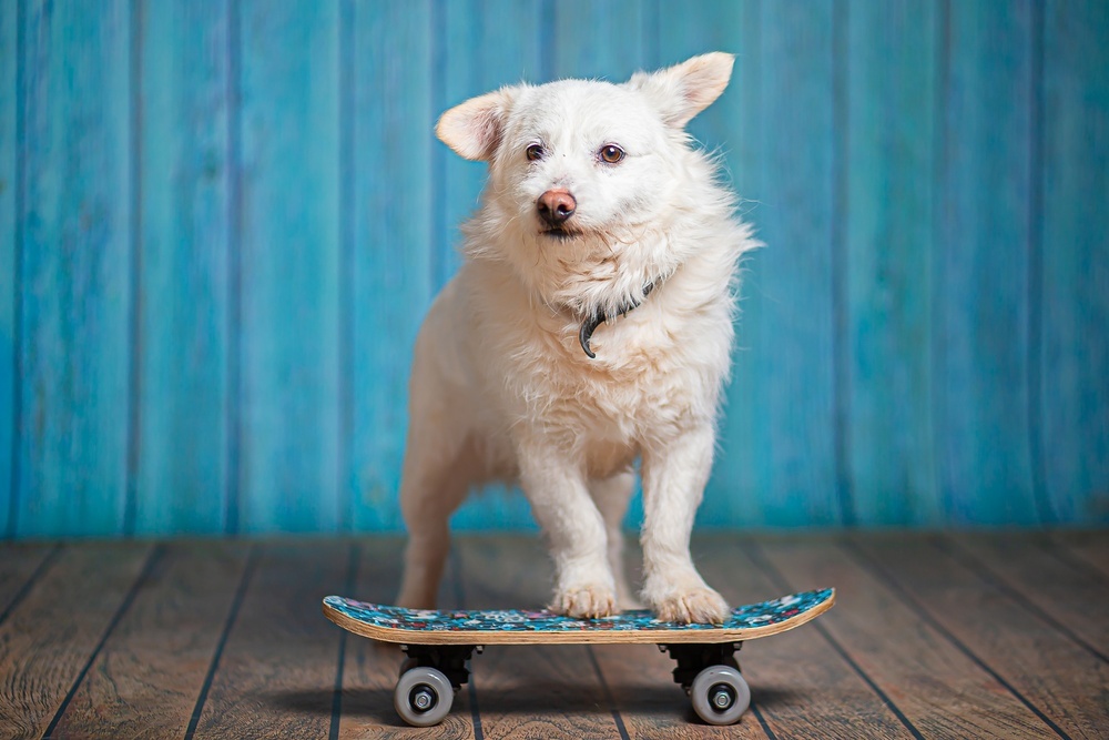 Little white dog Edwige is in good hands - Dog, Dog lovers, In good hands, Moscow, Moscow region, Homeless animals, Overexposure, Shelter, Volunteering, Longpost