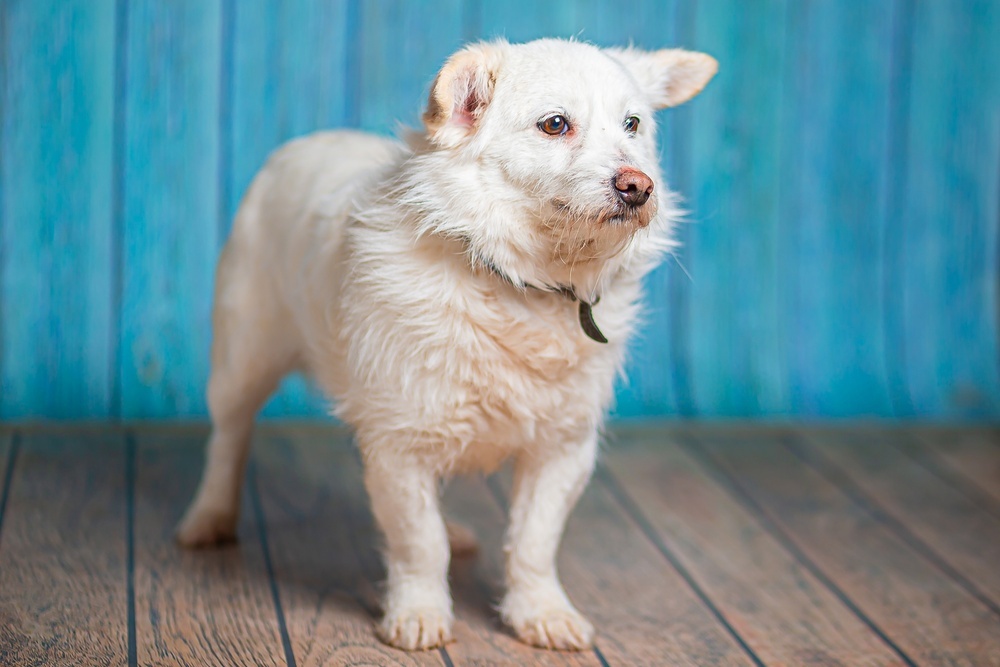 Little white dog Edwige is in good hands - Dog, Dog lovers, In good hands, Moscow, Moscow region, Homeless animals, Overexposure, Shelter, Volunteering, Longpost