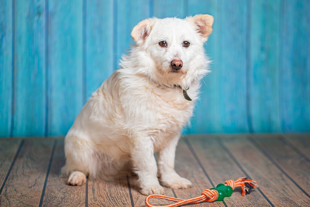 Little white dog Edwige is in good hands - Dog, Dog lovers, In good hands, Moscow, Moscow region, Homeless animals, Overexposure, Shelter, Volunteering, Longpost