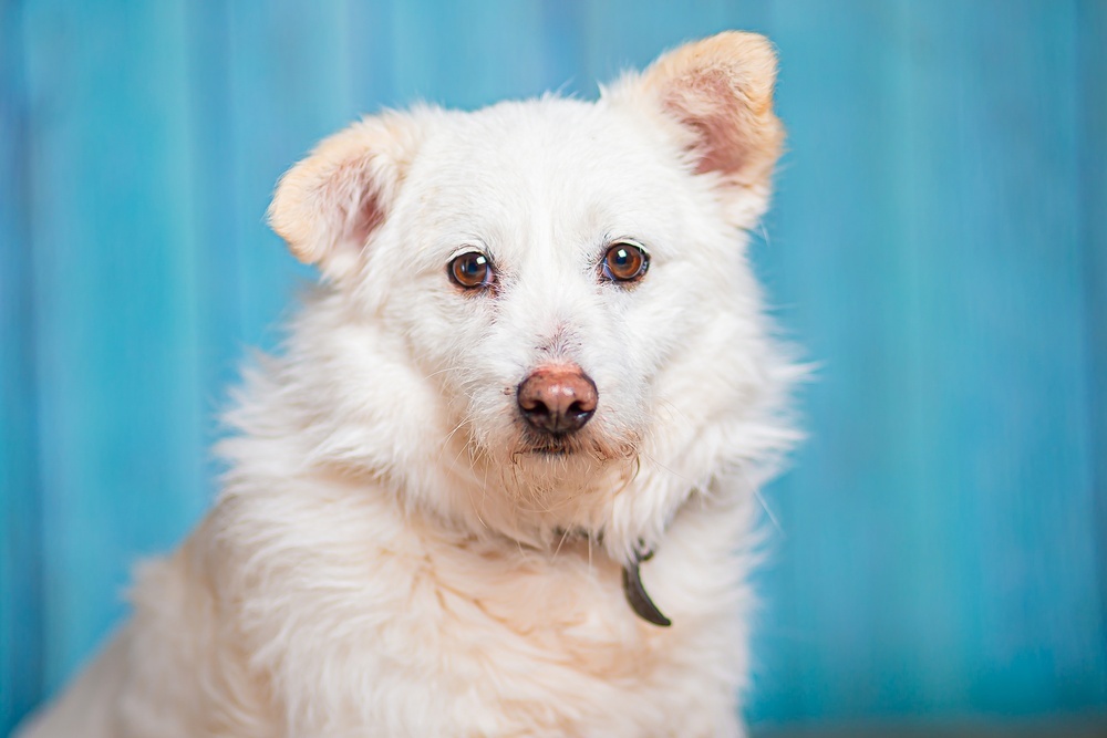 Little white dog Edwige is in good hands - Dog, Dog lovers, In good hands, Moscow, Moscow region, Homeless animals, Overexposure, Shelter, Volunteering, Longpost