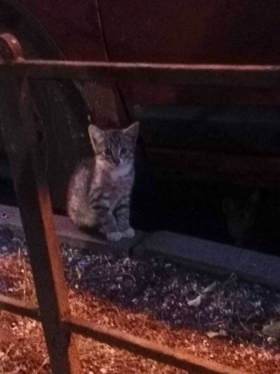 We help. 4 kittens on the street, hiding on the wheels of the car and in the hood. Need help in catching and foster care - cat, Kittens, Homeless animals, Helping animals, No rating, In good hands, Longpost
