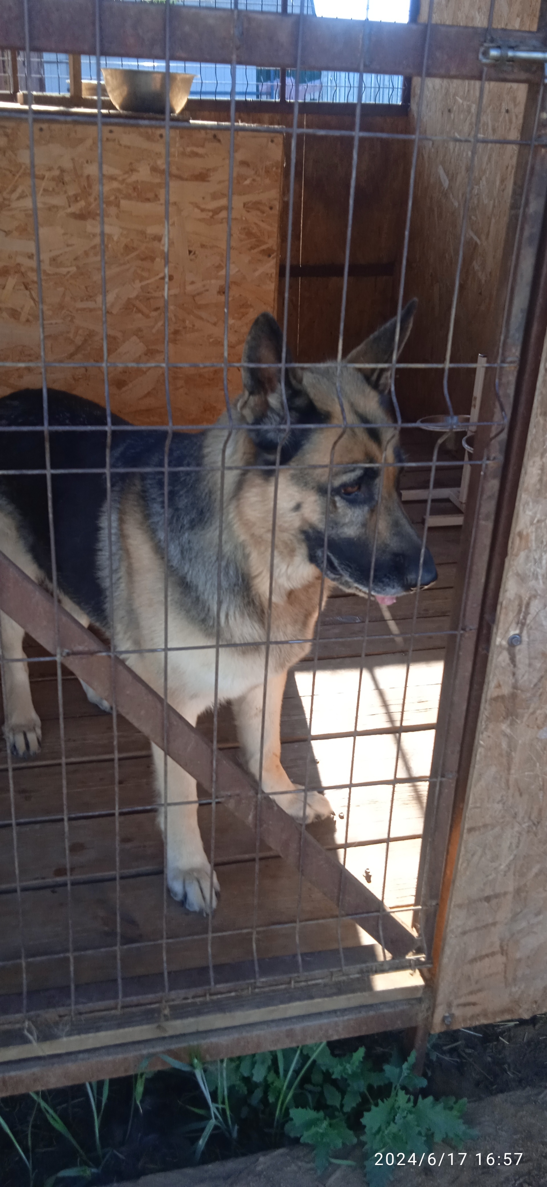 Volgograd animal shelter “MUKHTARIK” - My, Pets, Dog, Longpost