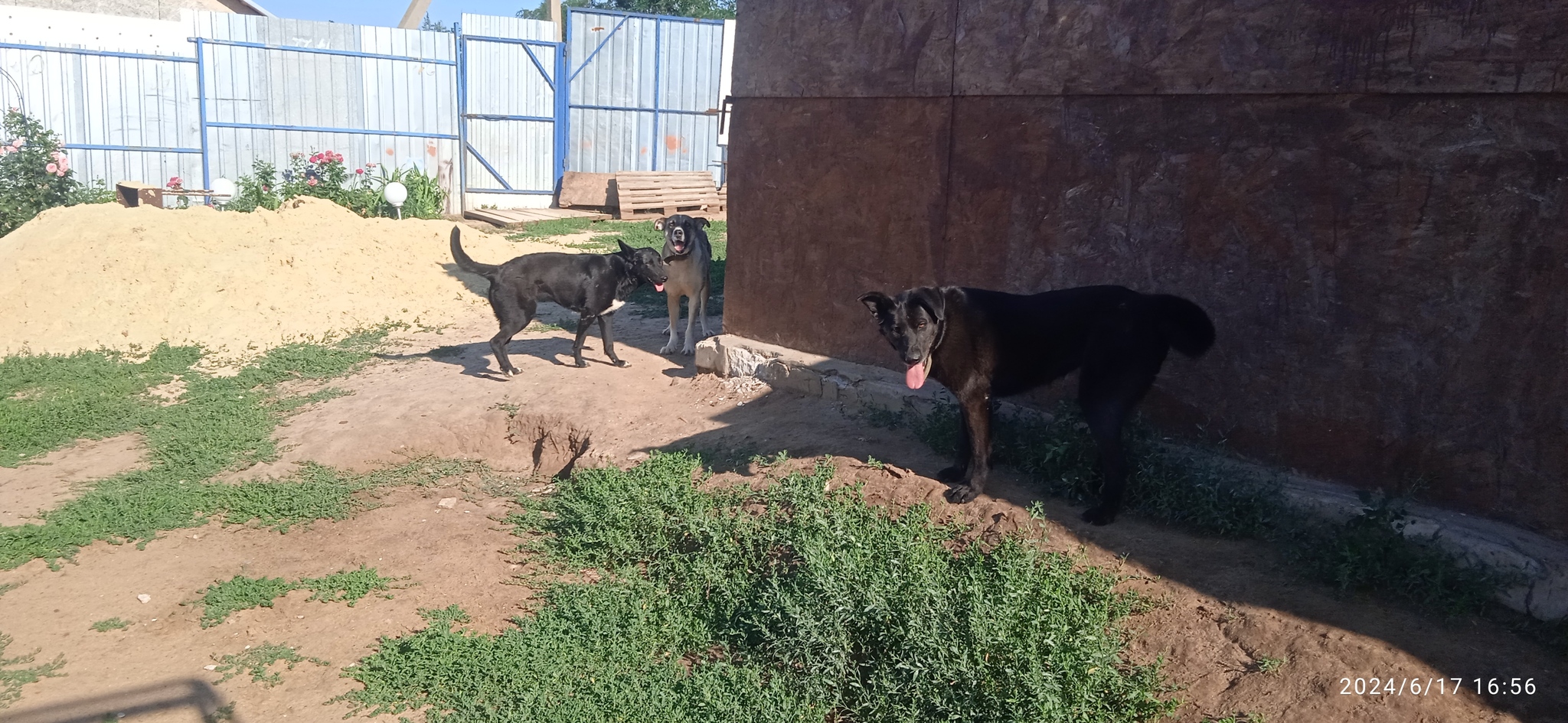 Volgograd animal shelter “MUKHTARIK” - My, Pets, Dog, Longpost