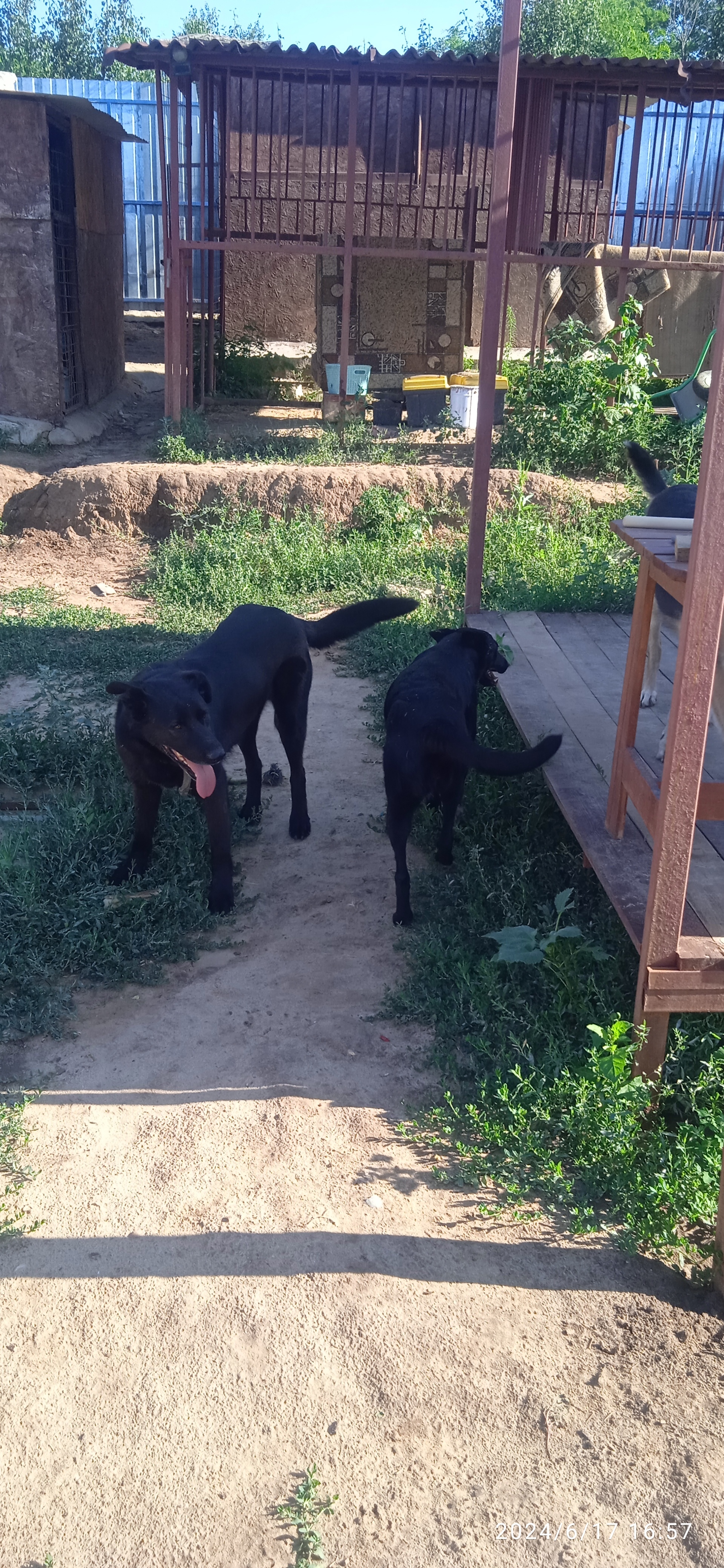 Volgograd animal shelter “MUKHTARIK” - My, Pets, Dog, Longpost