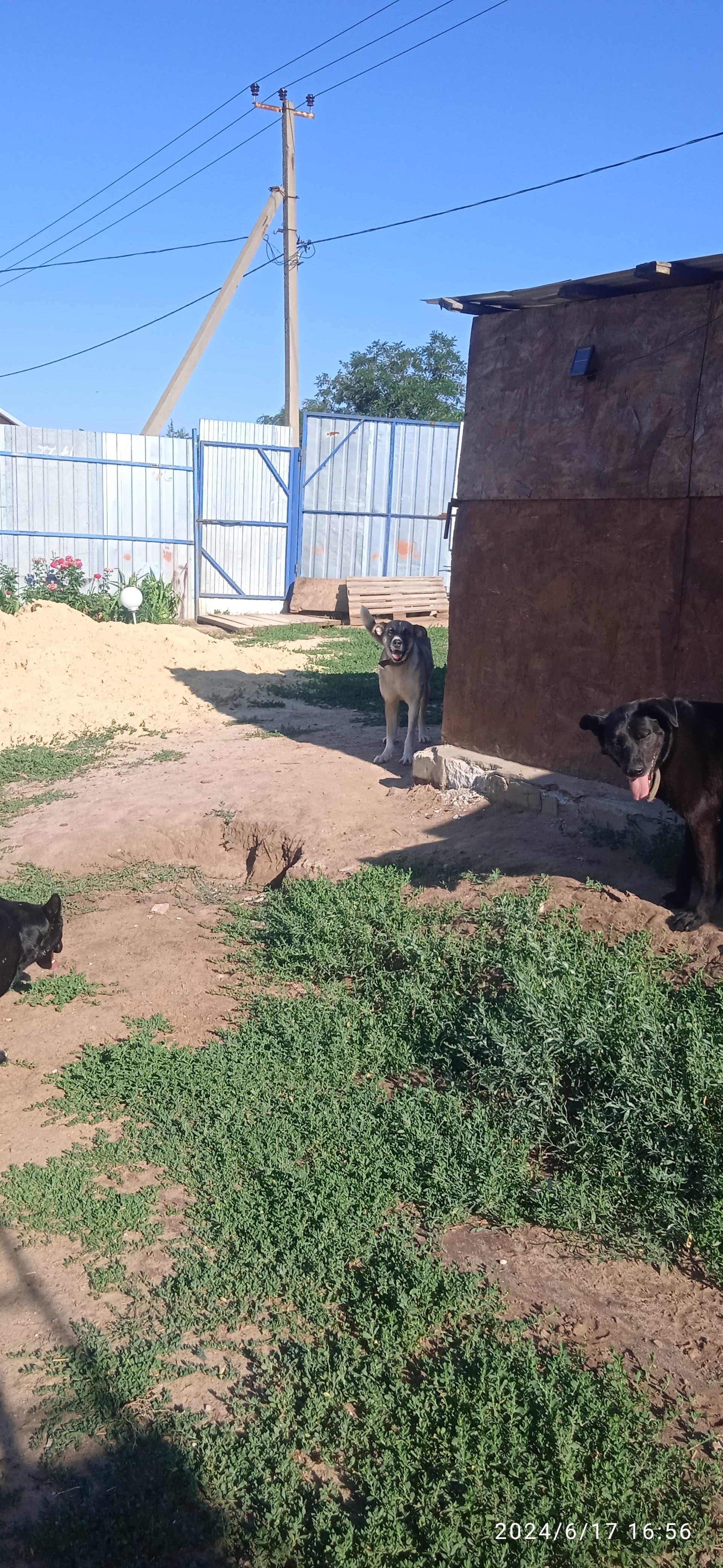 Volgograd animal shelter “MUKHTARIK” - My, Pets, Dog, Longpost