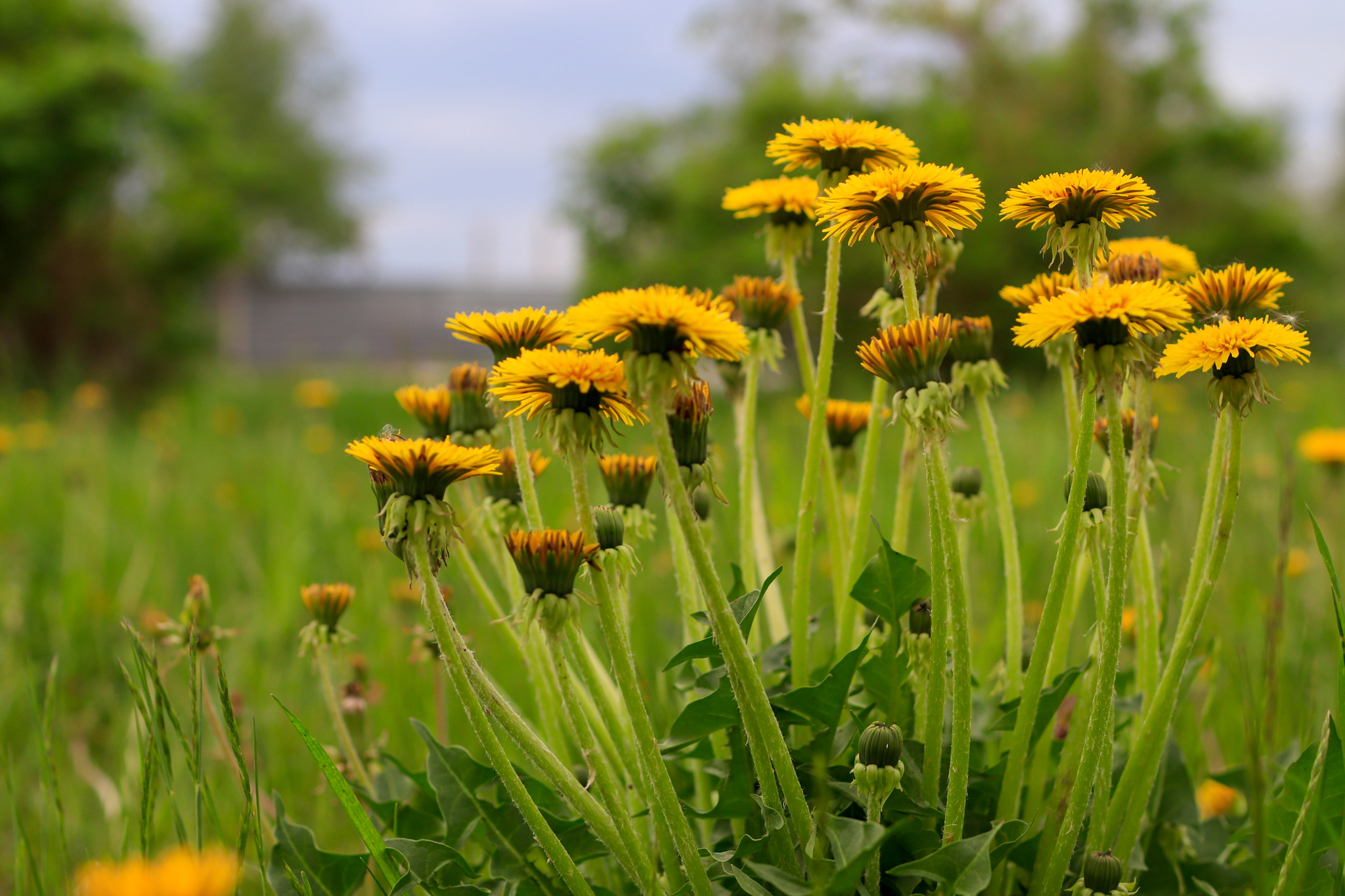 Canon 35mmf1.4L lens test - My, The photo, Nature, Bloom, Longpost