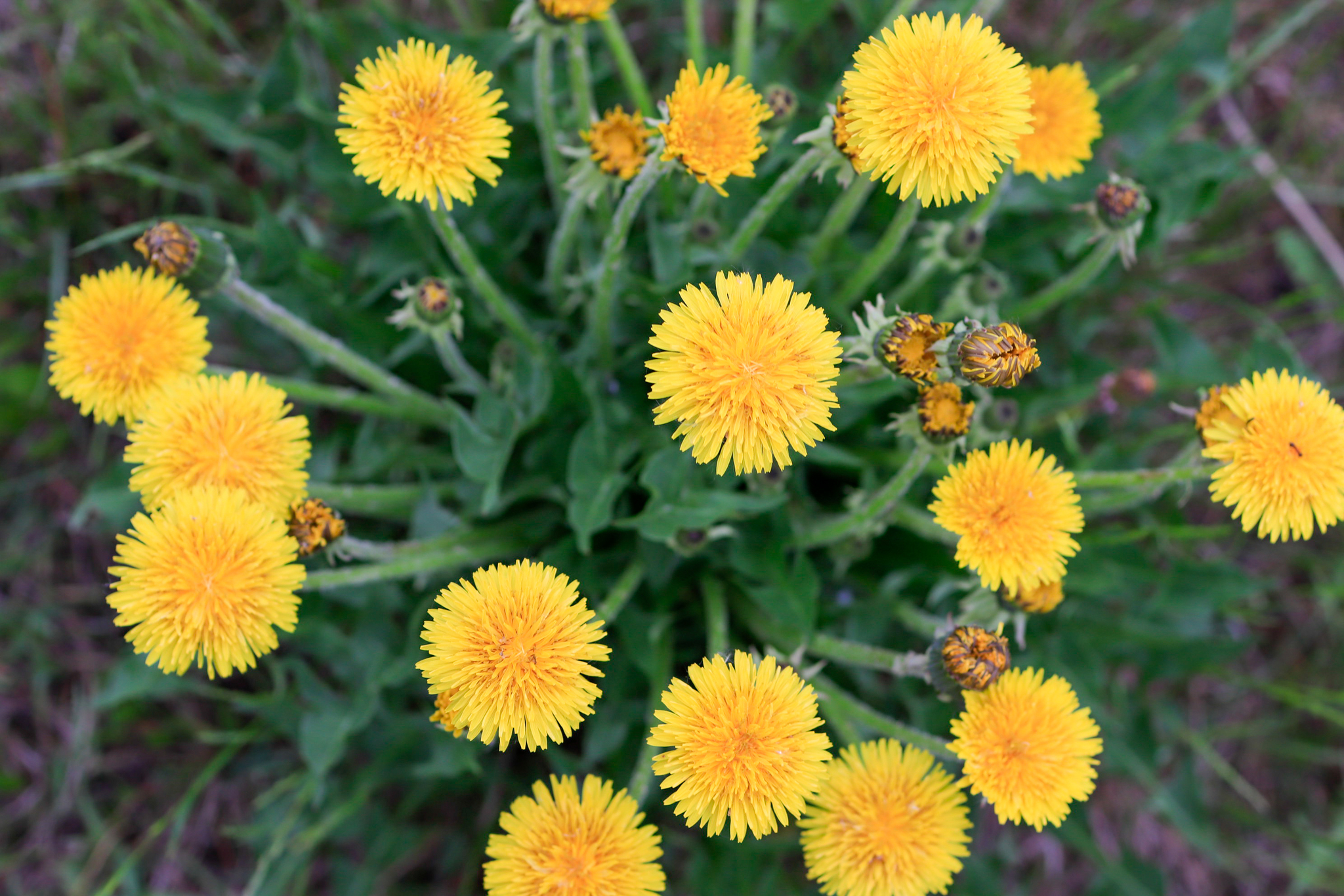 Canon 35mmf1.4L lens test - My, The photo, Nature, Bloom, Longpost